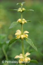 Hluchavka žlutá (pitulník)