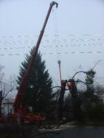 Kácení a výsadba stromů