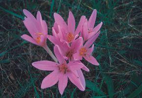 Arboretum ŠMELCOVNA